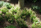 calanthe discolor